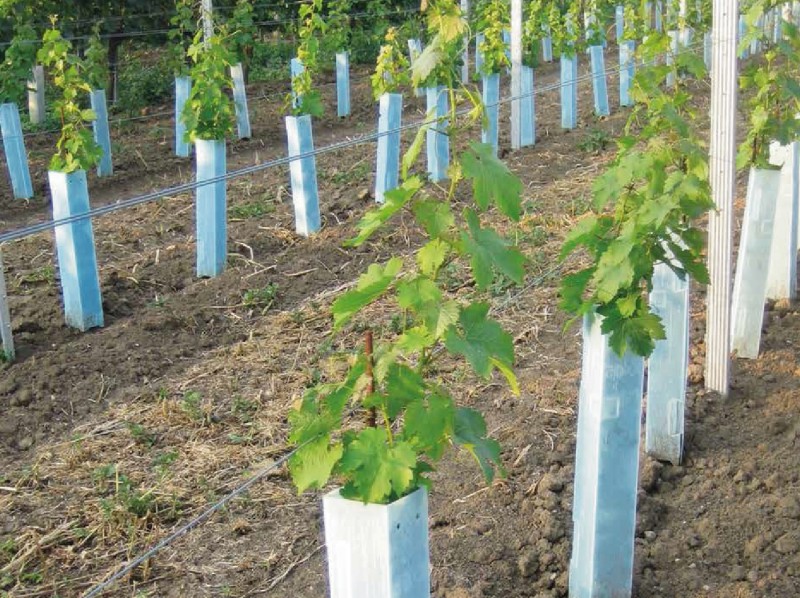 Polipropilēna loksne dārzkopībā Polipropilēna loksne dārzkopībā